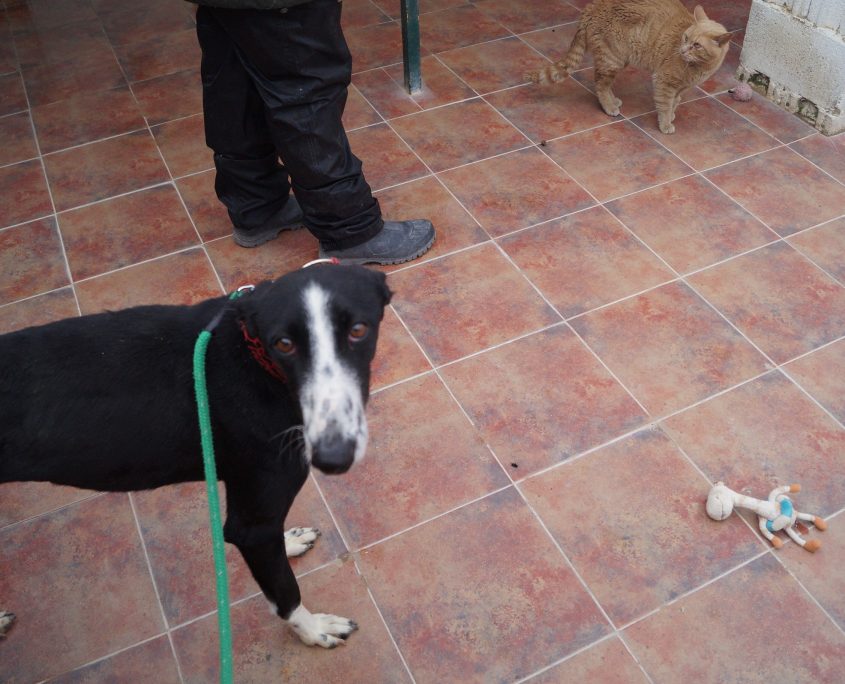 carol con gatos regular!!!! les ladra (3)