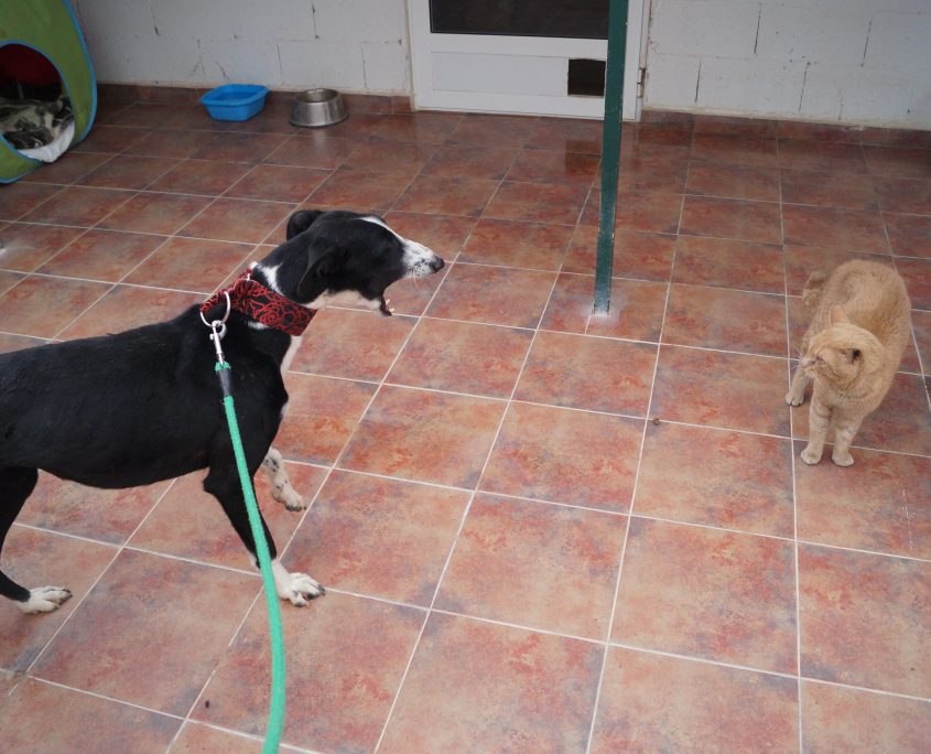 carol con gatos regular!!!! les ladra (4)