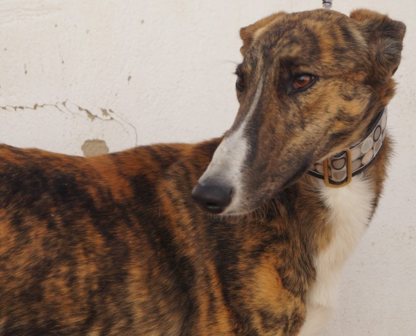 gandhi nuevas fotos (1)