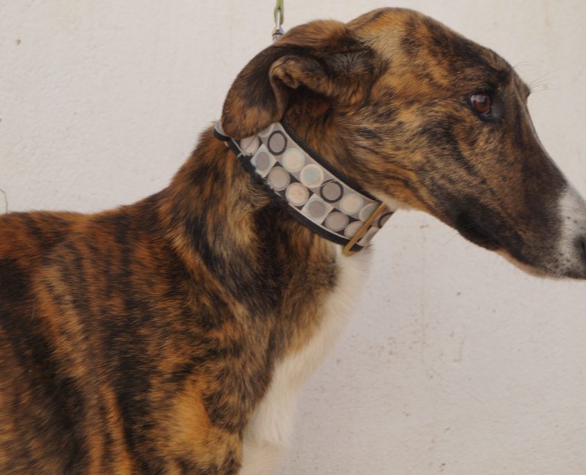 gandhi nuevas fotos (2)