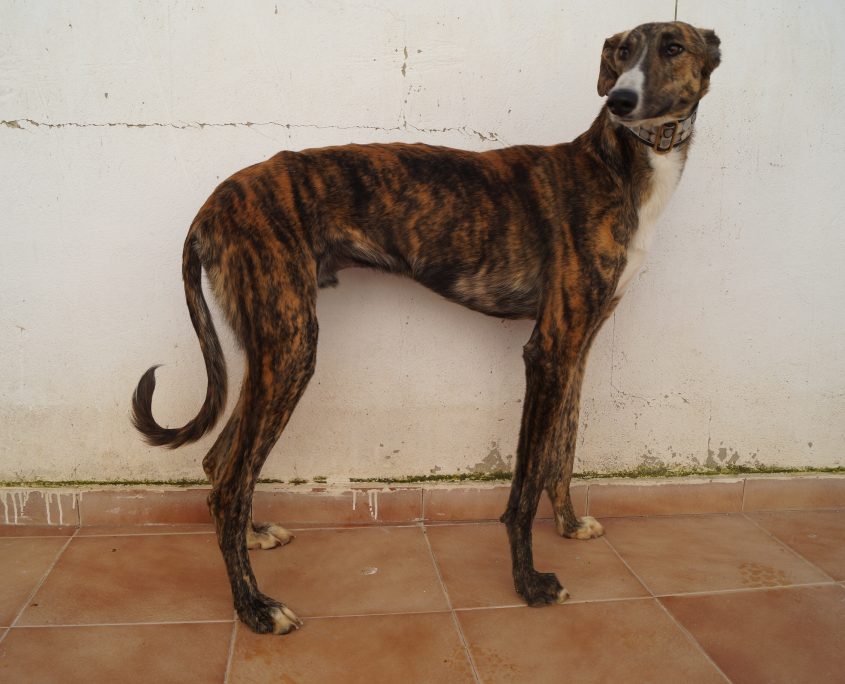 gandhi nuevas fotos (3)