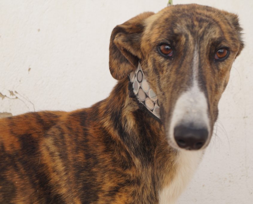 gandhi nuevas fotos (4)