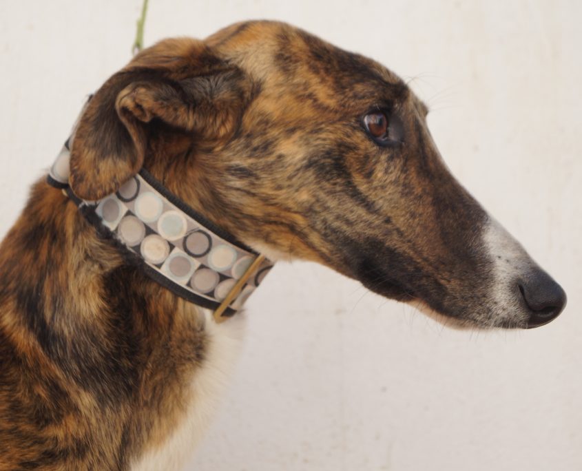 gandhi nuevas fotos (5)