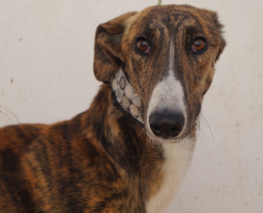 gandhi nuevas fotos (6)