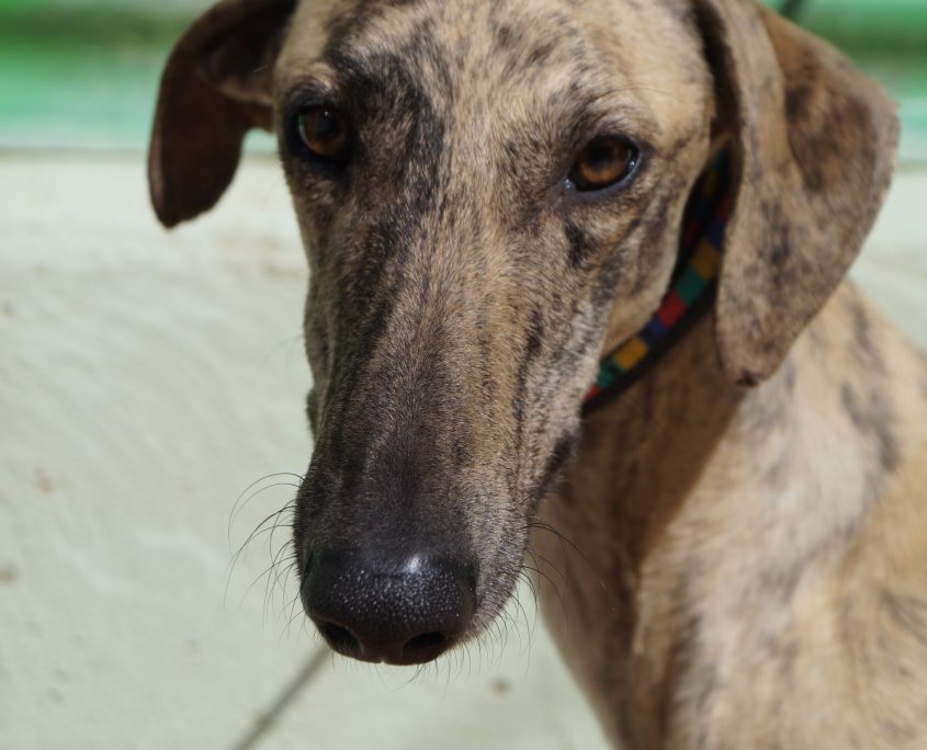 p180312_02 safari m2 (1)