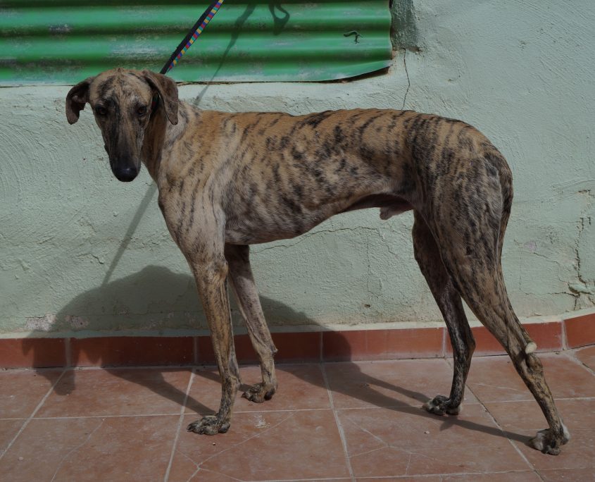 p180312_02 safari m2 (2)