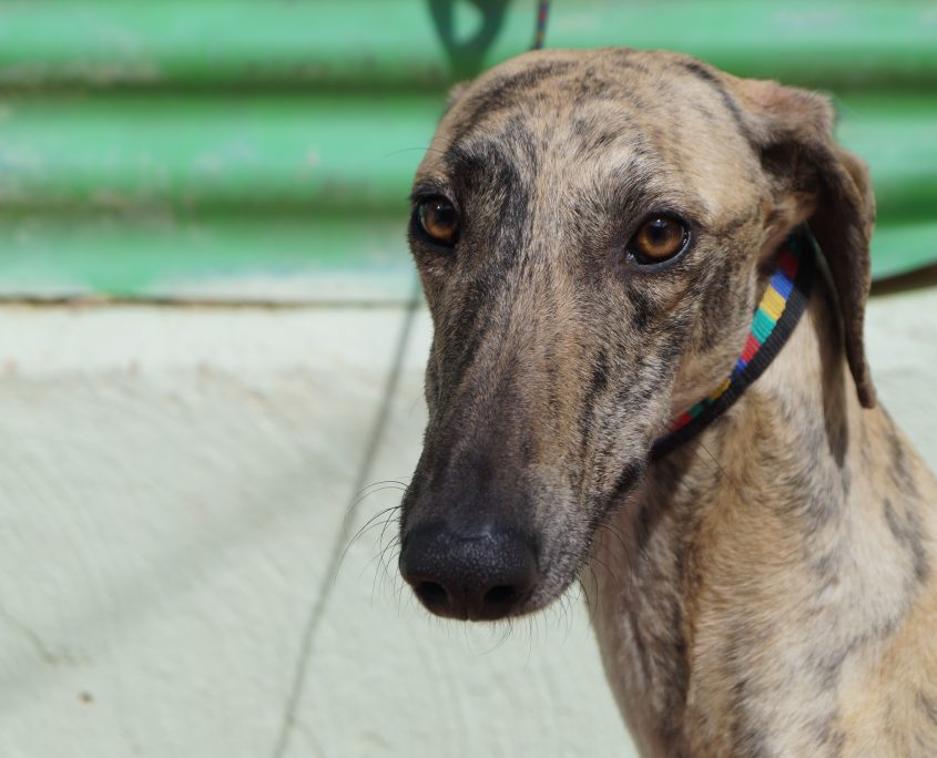 p180312_02 safari m2 (4)