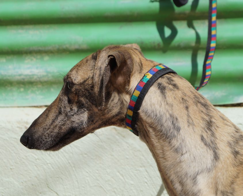 p180312_02 safari m2 (6)