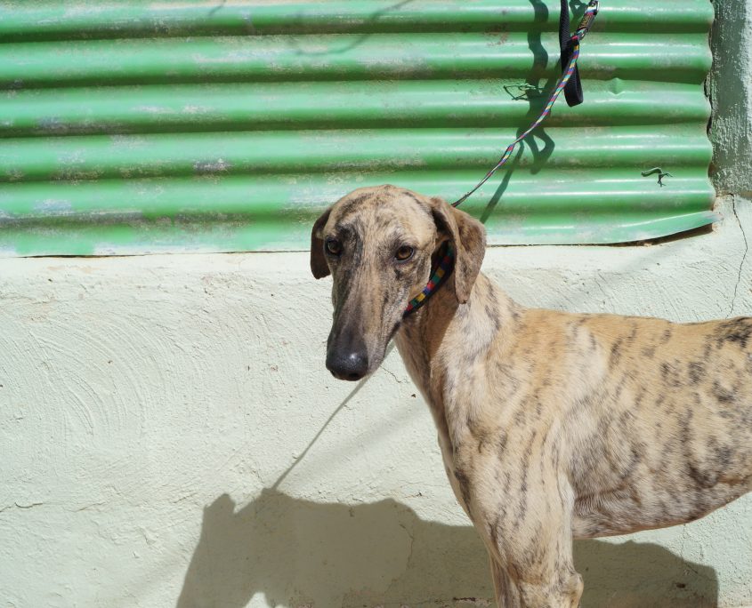 p180312_02 safari m2 (8)