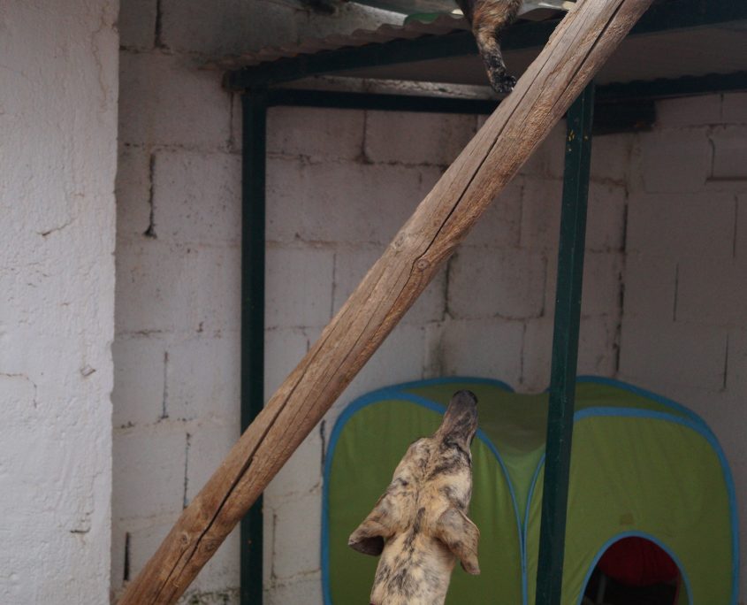 safari con gatos ( muy interesado ) (1)