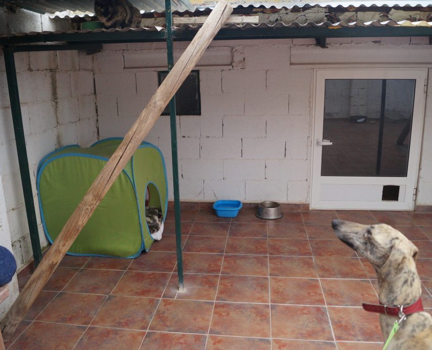 safari con gatos ( muy interesado) (2)