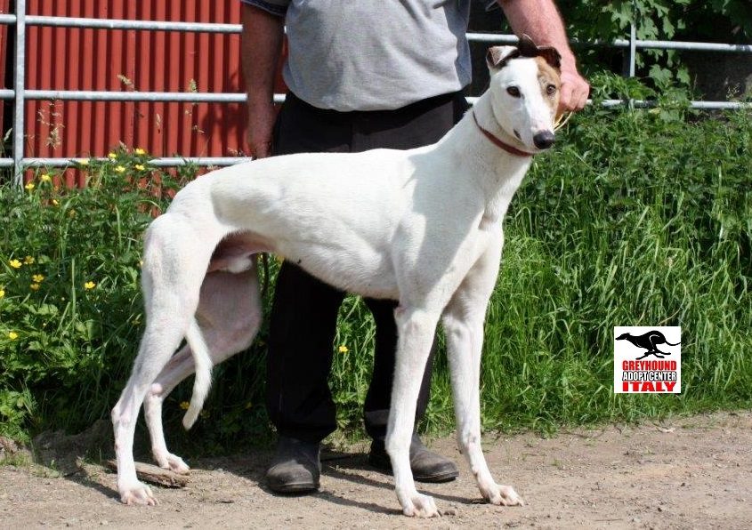 5 BIG BOY-07-07-2015 - M