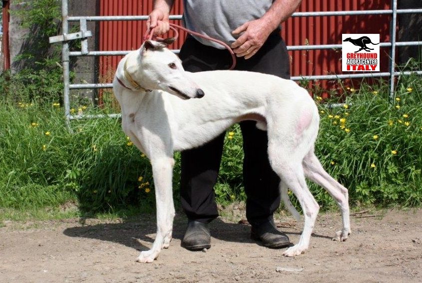 6 BIG BOY-07-07-2015 - M