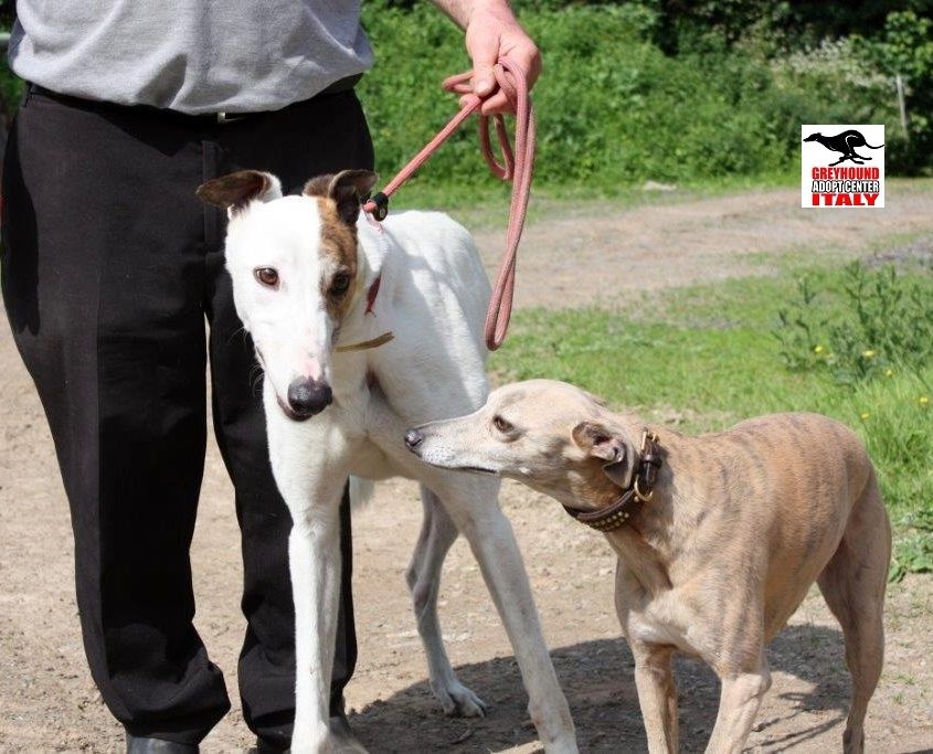 8 BIG BOY-07-07-2015 - M