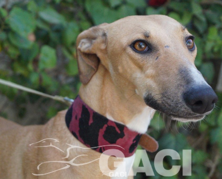 FLASH NUEVAS FOTOS (2)