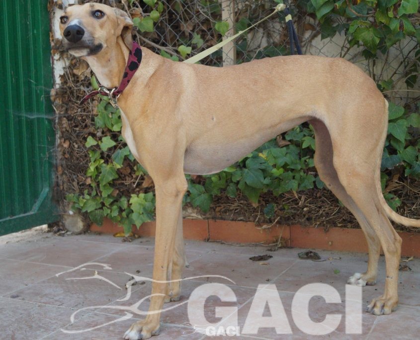 FLASH NUEVAS FOTOS (6)