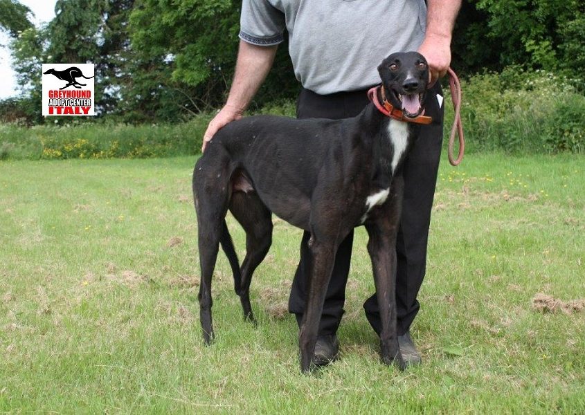 MAJESTIC- 02-01-2016 -M (8)