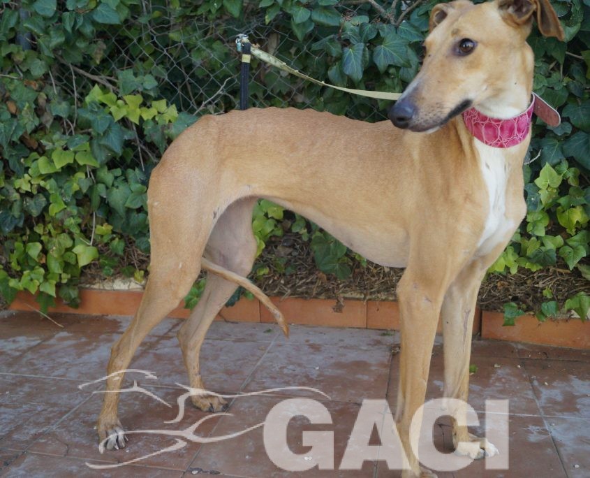 P180120_01 FLASH H2 (3)