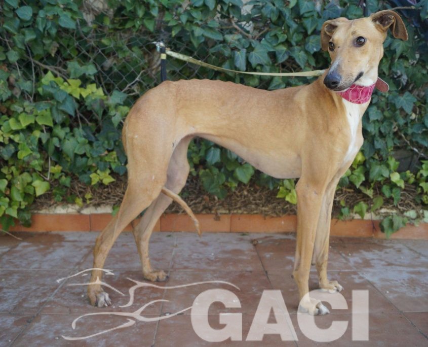 P180120_01 FLASH H2 (4)