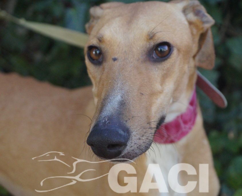 P180120_01 FLASH H2 (6)