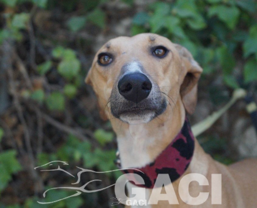 flash nuevas fotos (1)