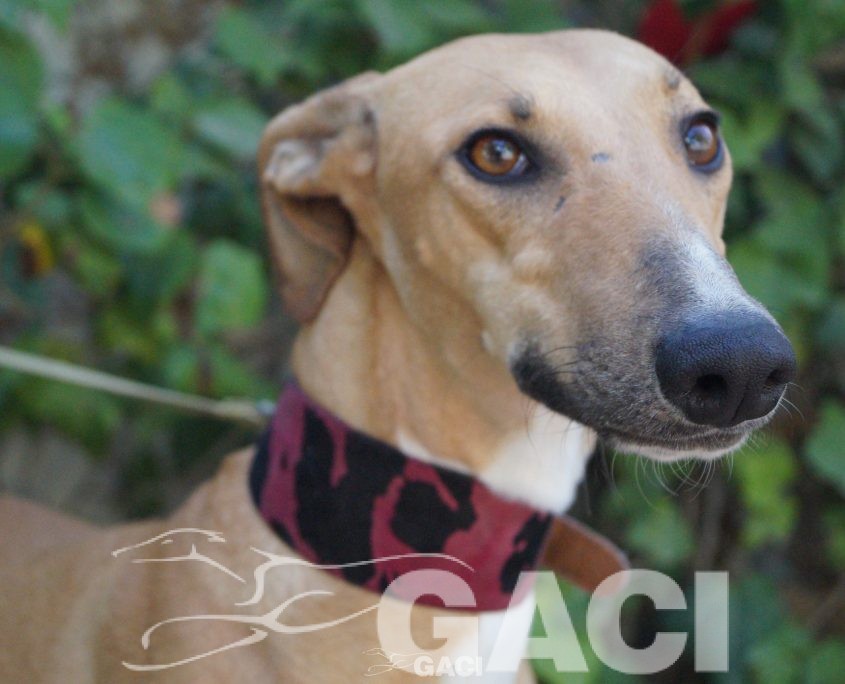 flash nuevas fotos (3)