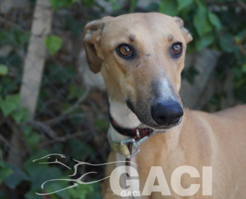 flash nuevas fotos (5)