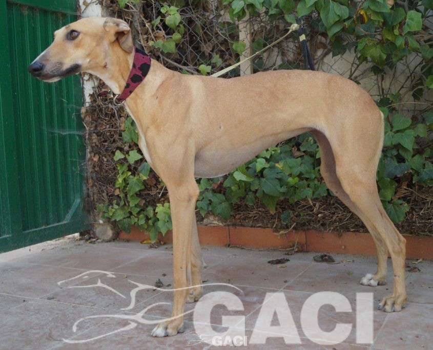 flash nuevas fotos (8)