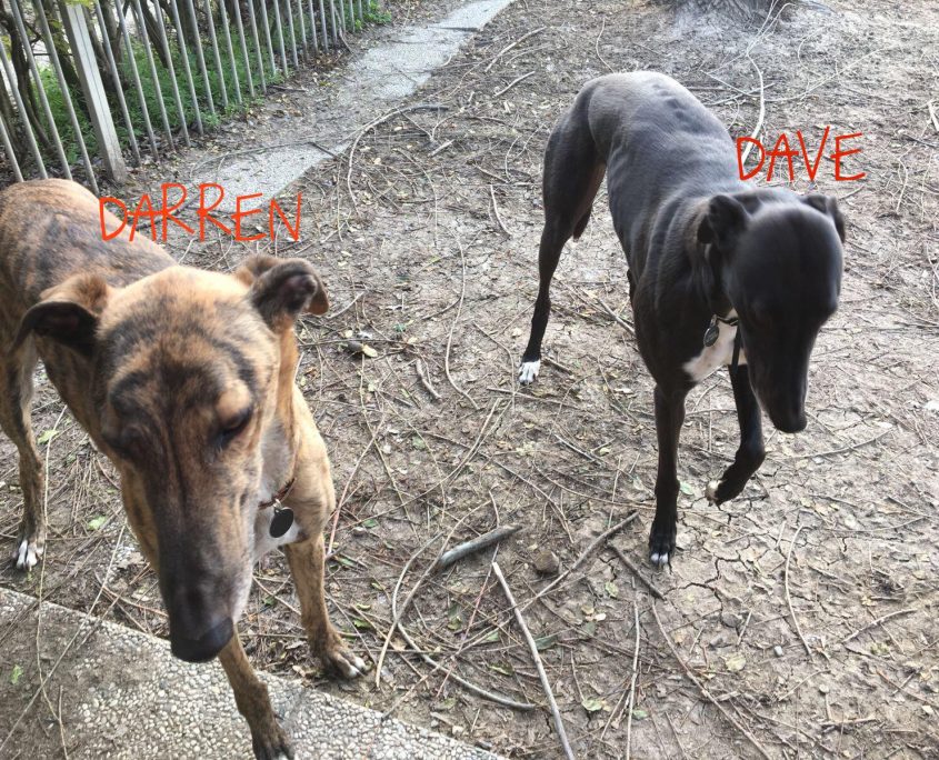 37284295_2462410890439644_8458675508056424448_o