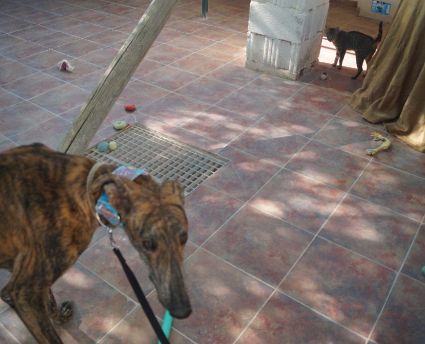 BELTRAN CON GATOS (1)