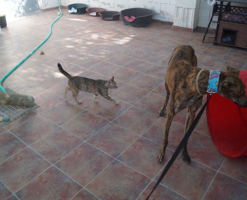 BELTRAN CON GATOS (2)