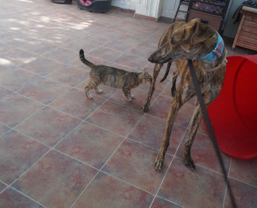 BELTRAN CON GATOS (3)