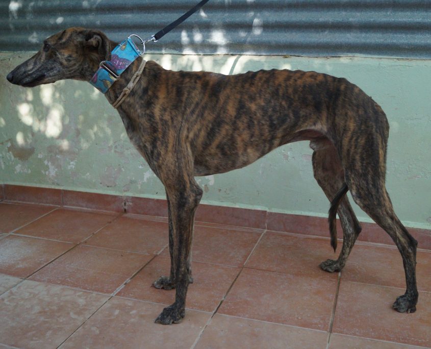 P180709_02 BELTRAN ( OVACIONES) 941000021760506 ( CEDIDO) (1)