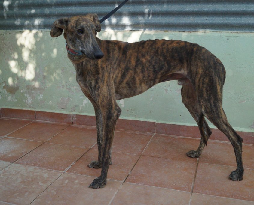 P180709_02 BELTRAN ( OVACIONES) 941000021760506 ( CEDIDO) (2)