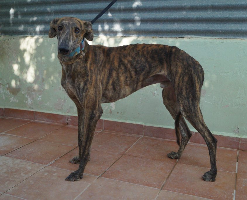 P180709_02 BELTRAN ( OVACIONES) 941000021760506 ( CEDIDO) (3)