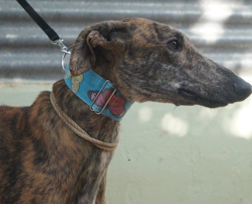 P180709_02 BELTRAN ( OVACIONES) 941000021760506 ( CEDIDO) (5)