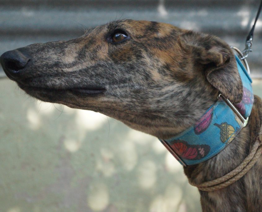 P180709_02 BELTRAN ( OVACIONES) 941000021760506 ( CEDIDO) (7)