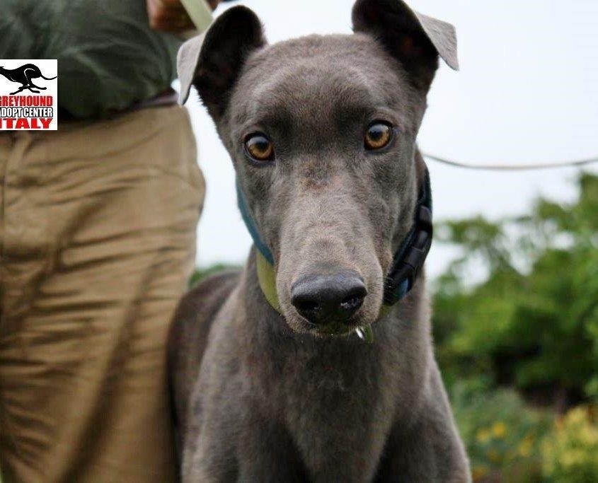 TREE TOP - 04-09-2015 - M (2)