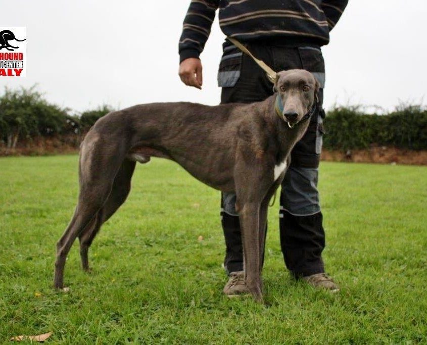 TREE TOP - 04-09-2015 - M (4)