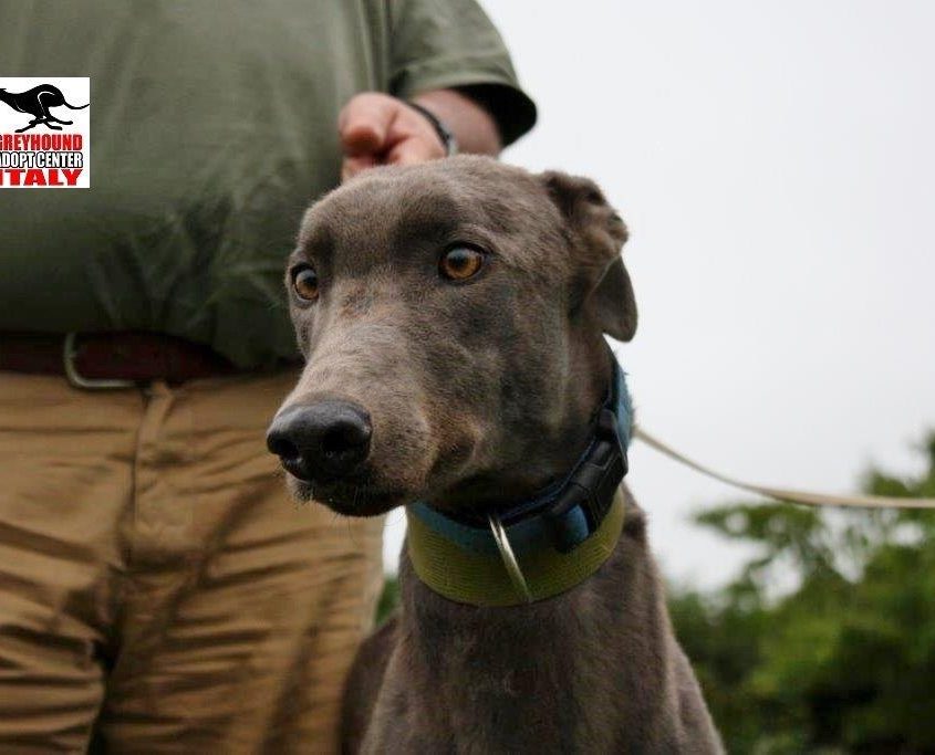 TREE TOP - 04-09-2015 - M (5)