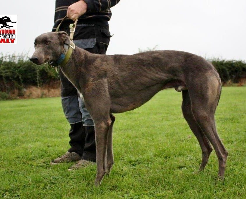 TREE TOP - 04-09-2015 - M (6)