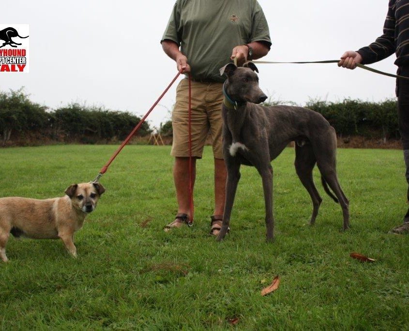 TREE TOP - 04-09-2015 - M (8)