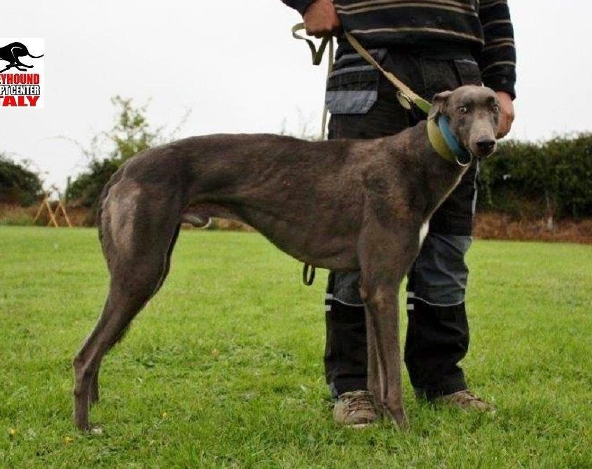 TREE TOP - 04-09-2015 - M (9)