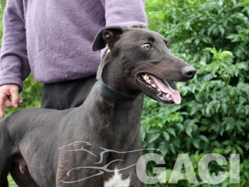 (4) FANCY - 12-06-2014 - M