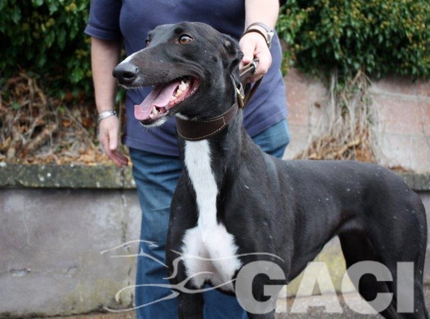 4 RUBY - 02-09-2016 -F