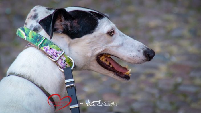 42936489_10214934269047767_1702828200695955456_o