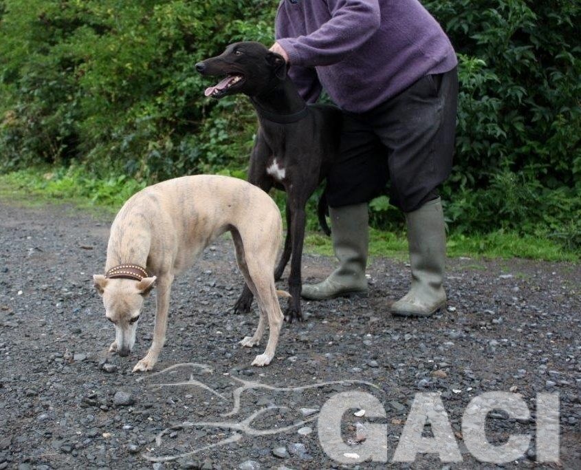 (5) FANCY - 12-06-2014 - M