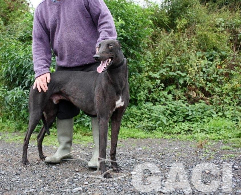 (6) FANCY - 12-06-2014 - M