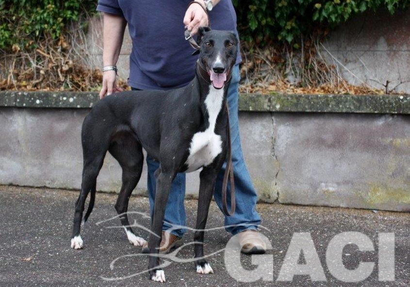 8 RUBY - 02-09-2016 -F