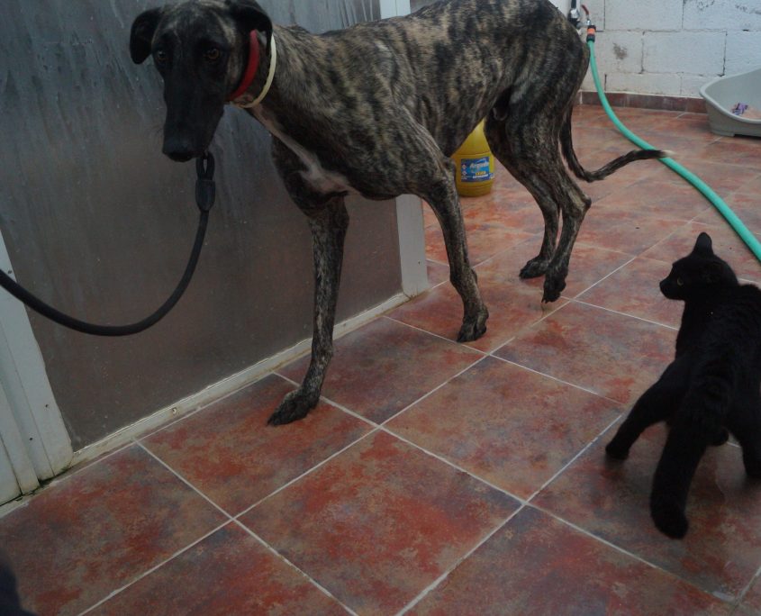 LATINO CON GATOS (2)